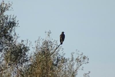 Aigle impérial Aquila heliaca Savigny, 1809
