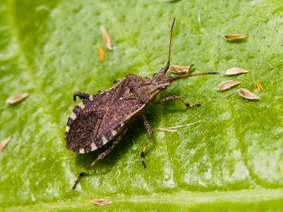 Ceraleptus gracilicornis (Herrich-Schäffer, 1835)