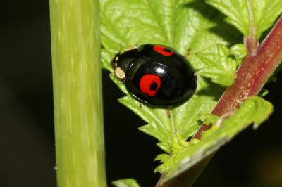 Coccinelle asiatique (la) Harmonia axyridis (Pallas, 1773)