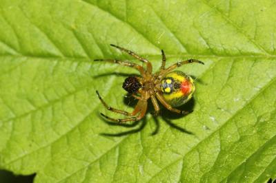  Araniella alpica (L. Koch, 1869)