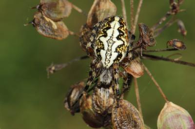  Aculepeira ceropegia (Walckenaer, 1802)