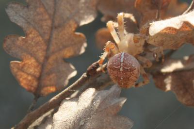  Araneus pallidus Olivier, 1789