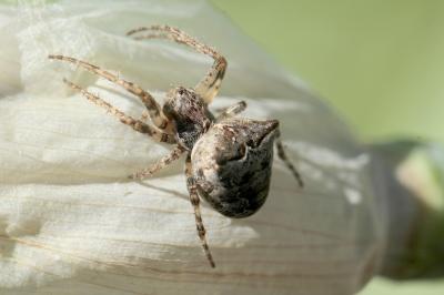 Épeire à bosses Gibbaranea bituberculata (Walckenaer, 1802)