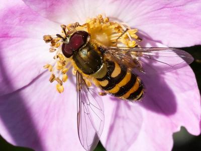 Syrphe du groseillier Syrphus ribesii (Linnaeus, 1758)