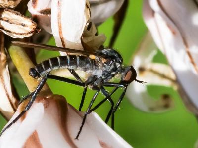 Empis marqueté Empis tessellata Fabricius, 1794