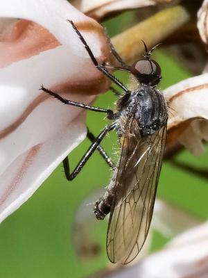 Empis marqueté Empis tessellata Fabricius, 1794