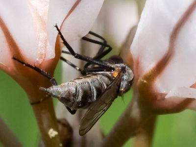 Empis marqueté Empis tessellata Fabricius, 1794