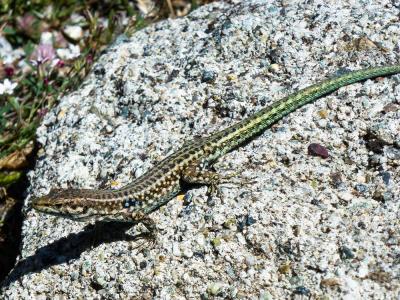 Lézard tyrrhénien Podarcis tiliguerta (Gmelin, 1789)