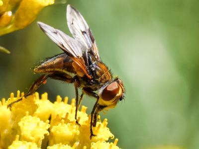 Ectophasia crassipennis (Fabricius, 1794)