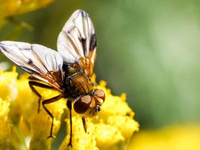  Ectophasia crassipennis (Fabricius, 1794)
