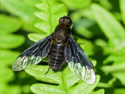  Hemipenthes morio (Linnaeus, 1758)