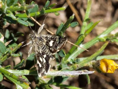  Eurrhypis guttulalis (Herrich-Schäffer, 1848)