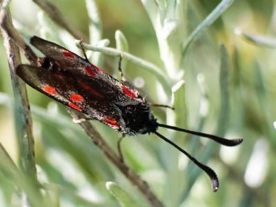 Zygène corse (La), Zygène tyrrhénienne (La) Zygaena corsica Boisduval, 1828