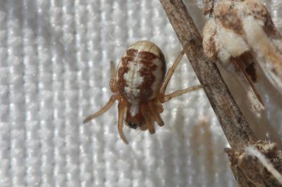  Hypsosinga albovittata (Westring, 1851)