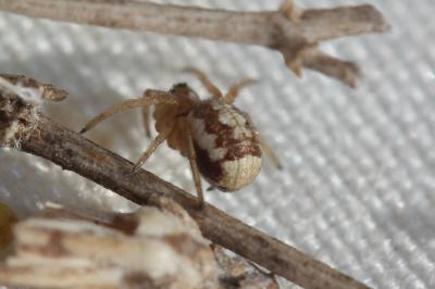  Hypsosinga albovittata (Westring, 1851)