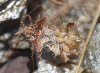  Phyllophya laciniata (Villers, 1789)