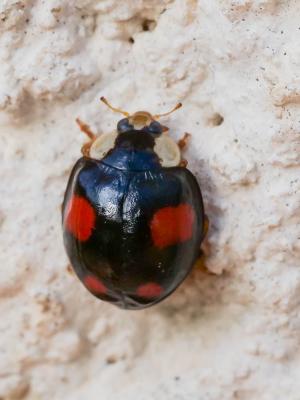 Coccinelle asiatique (la) Harmonia axyridis (Pallas, 1773)