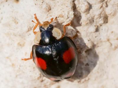 Coccinelle asiatique (la) Harmonia axyridis (Pallas, 1773)