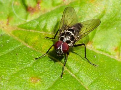  Anthomyia Meigen, 1803
