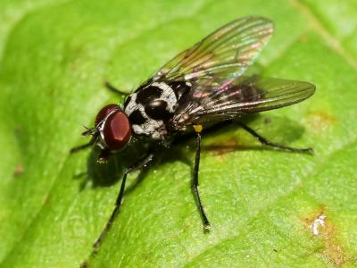  Anthomyia Meigen, 1803