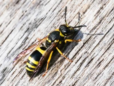 Guêpe maçonne Ancistrocerus parietinus (Linnaeus, 1760)