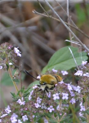 Sphinx-Bourdon (Le), Sphinx de la Scabieuse (Le) Hemaris tityus (Linnaeus, 1758)