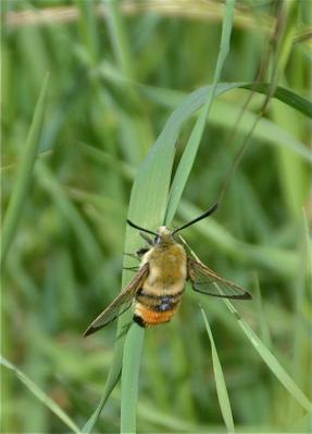 Sphinx-Bourdon (Le), Sphinx de la Scabieuse (Le) Hemaris tityus (Linnaeus, 1758)