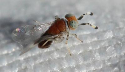  Aphelinidae Thomson, 1876