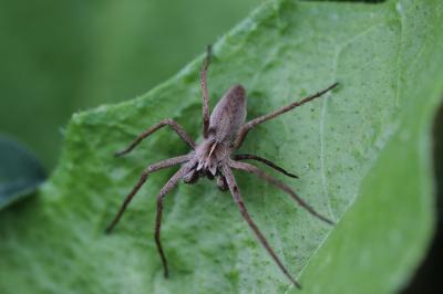 Pisaure admirable Pisaura mirabilis (Clerck, 1758)