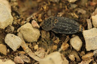 Thanatophile sinueux Thanatophilus sinuatus (Fabricius, 1775)
