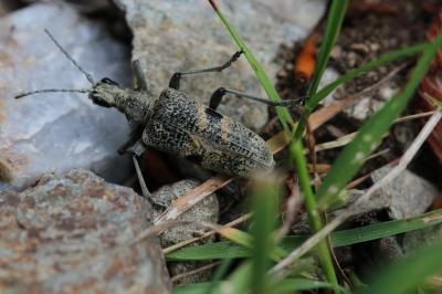 Rhagie mordante Rhagium mordax (De Geer, 1775)