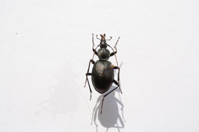 Cychre caraboïde Cychrus caraboides (Linnaeus, 1758)