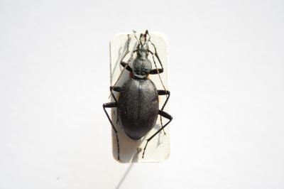  Cychrus italicus Bonelli, 1810
