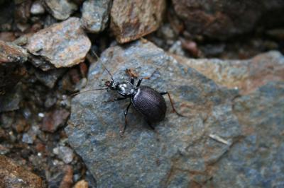 Cychre élancé Cychrus attenuatus (Fabricius, 1792)