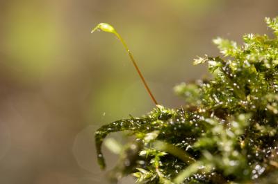  Rhynchostegium riparioides (Hedw.) Cardot, 1913