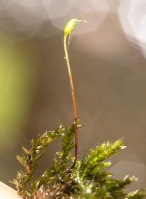  Rhynchostegium riparioides (Hedw.) Cardot, 1913