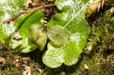  Rhizomnium punctatum (Hedw.) T.J.Kop., 1968
