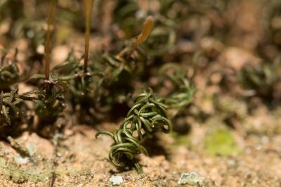  Pogonatum aloides (Hedw.) P.Beauv., 1805