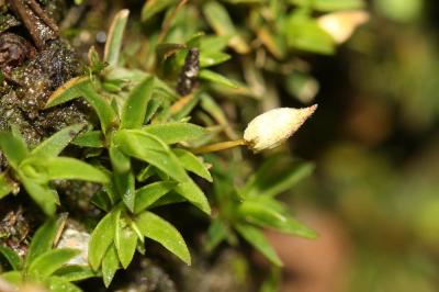  Pogonatum aloides (Hedw.) P.Beauv., 1805