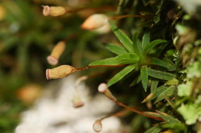  Pogonatum aloides (Hedw.) P.Beauv., 1805