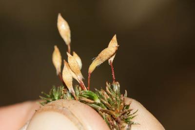  Pogonatum aloides (Hedw.) P.Beauv., 1805