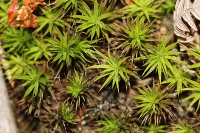  Polytrichum juniperinum Hedw., 1801