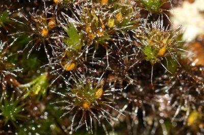  Campylopus introflexus (Hedw.) Brid., 1819
