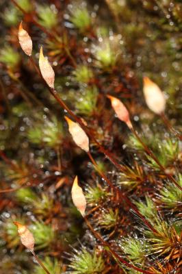  Polytrichum piliferum Hedw., 1801