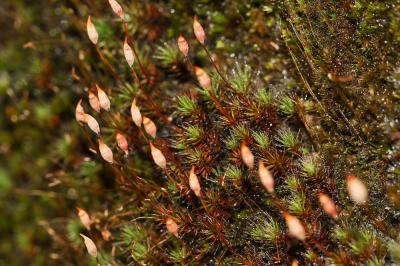  Polytrichum piliferum Hedw., 1801