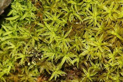  Chionoloma tenuirostre (Hook. & Taylor) M.Alonso, M.J.Cano & J.A.Jiménez, 2016