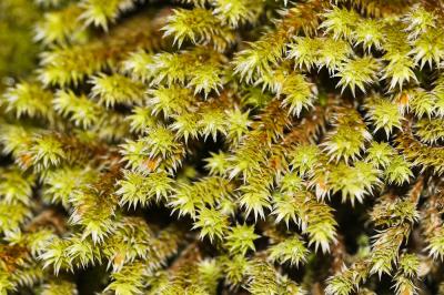  Hedwigia stellata Hedenäs