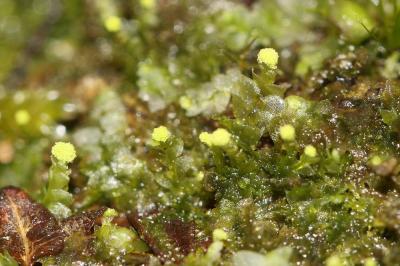  Calypogeia muelleriana (Schiffn.) Müll.Frib., 1901