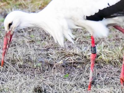 Cigogne blanche Ciconia ciconia (Linnaeus, 1758)