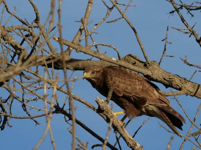 Buse variable Buteo buteo (Linnaeus, 1758)